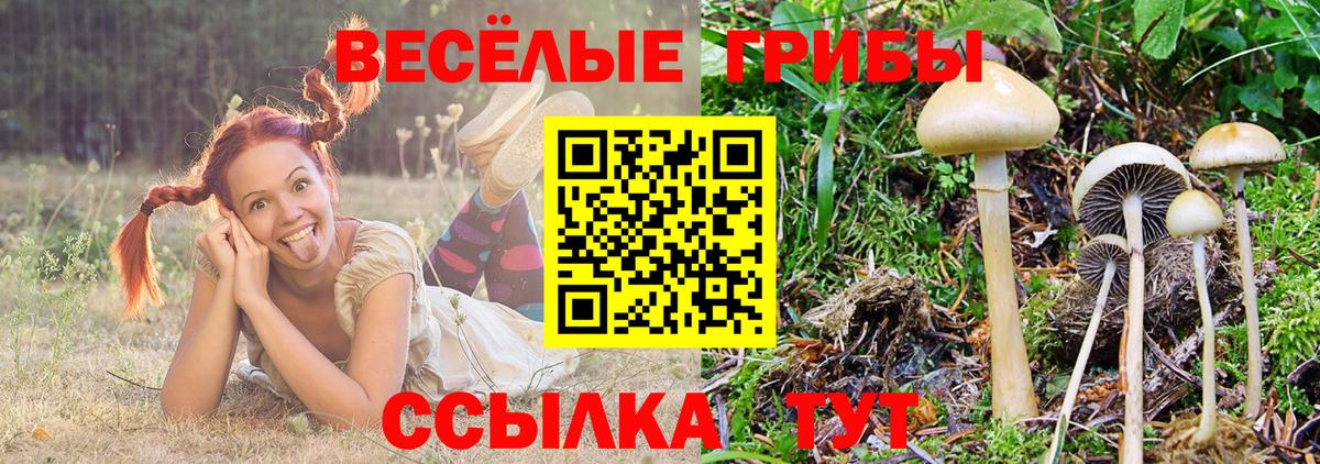 Галлюциногенные грибы Cubensis Грязи